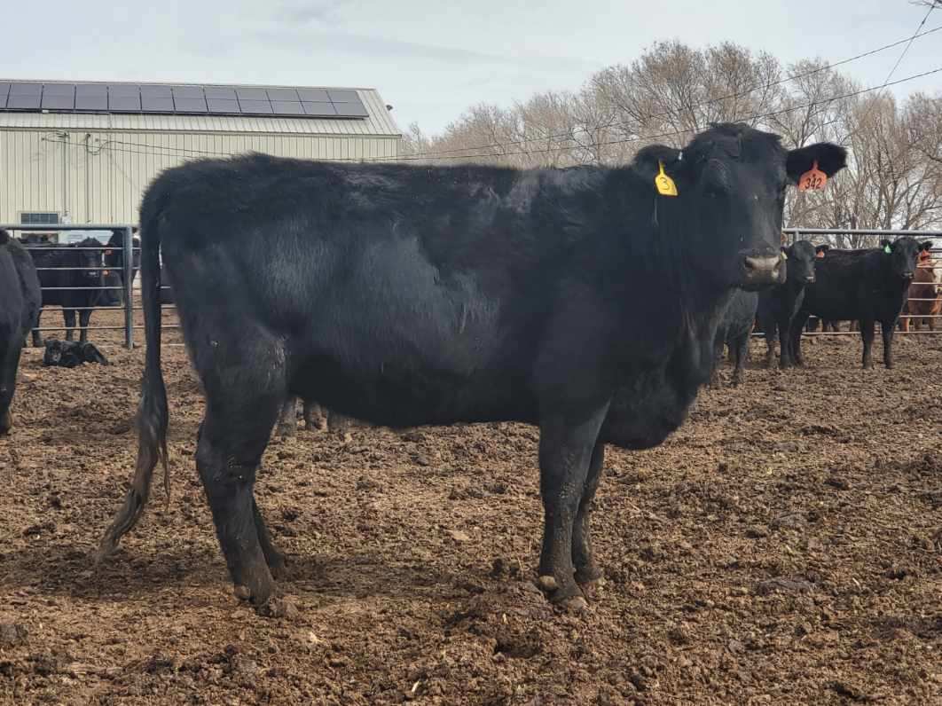 45 Head Coming Four and Coming Five Year Old Bred Cows